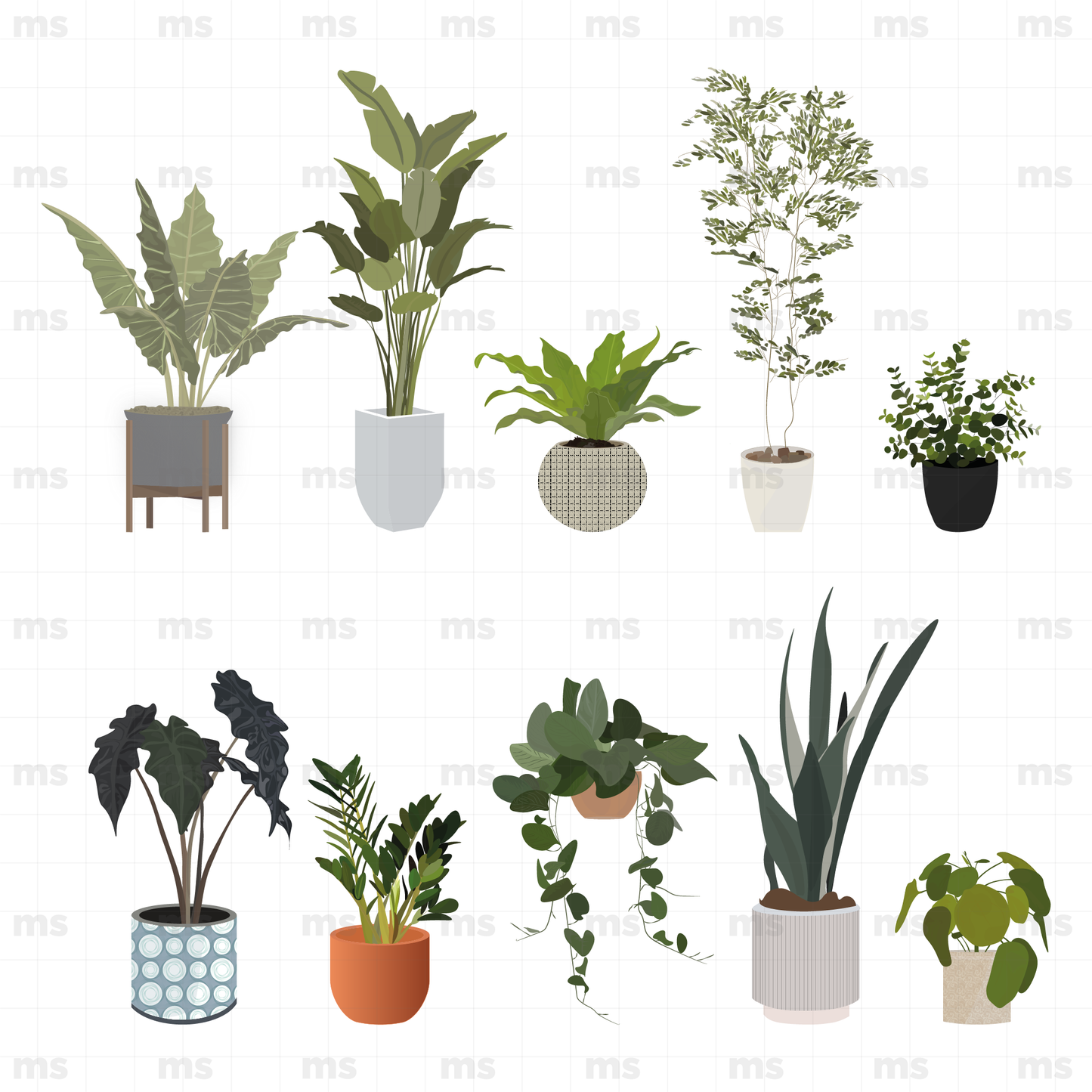 Plantas de Interiores