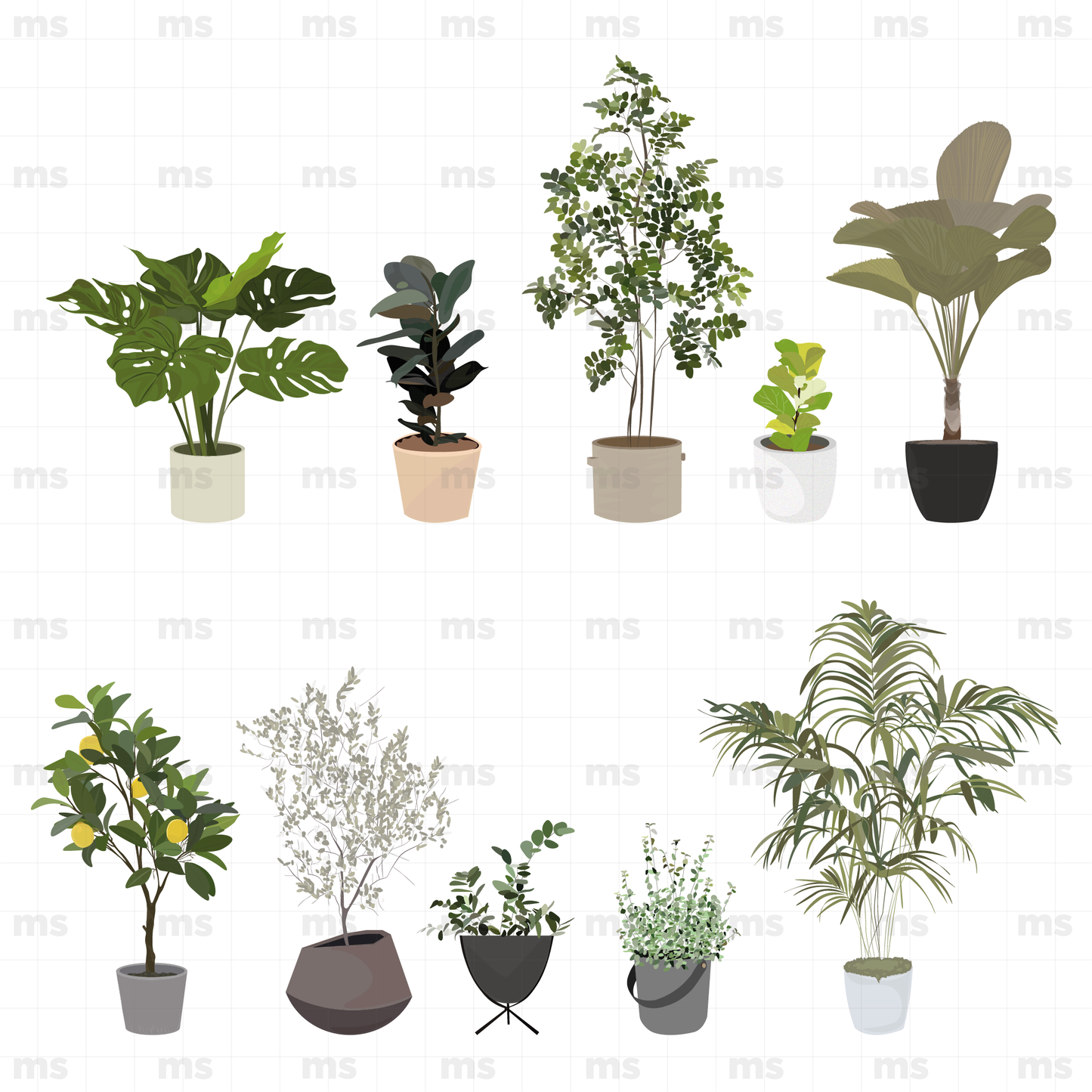 Plantas de Interiores